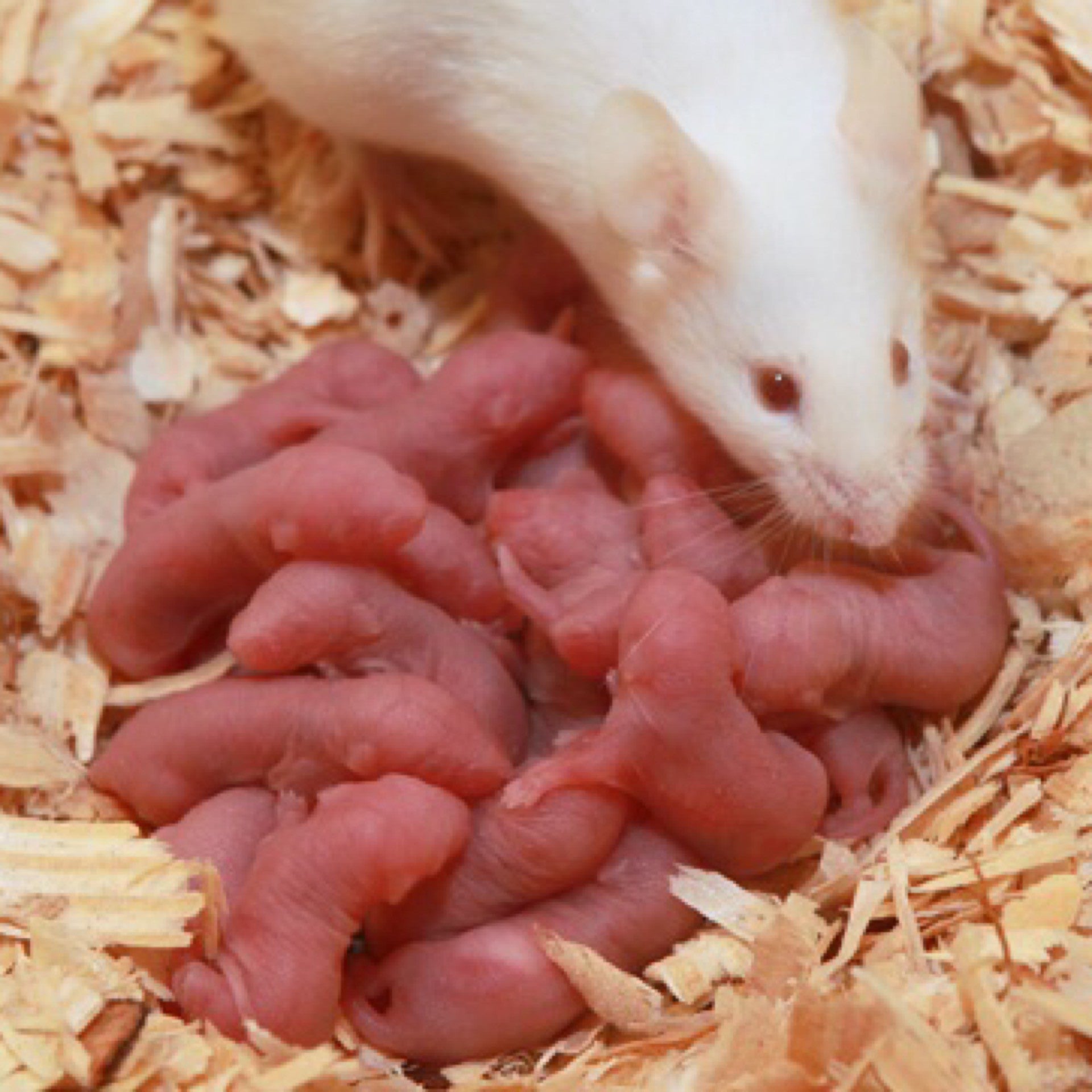 Mouse Feeder Mice Rainforest Pets,LLC