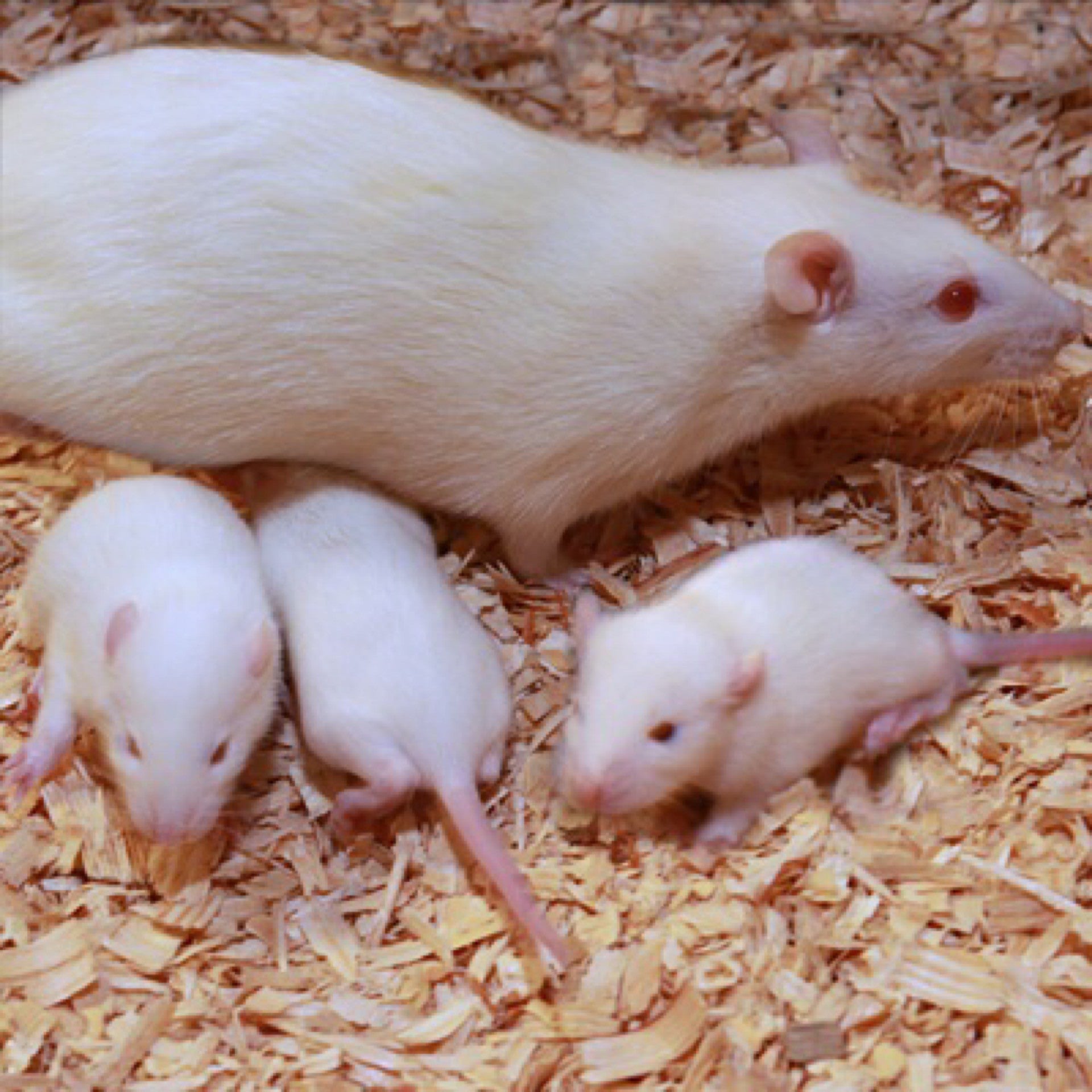 Live Rats-Live Rats