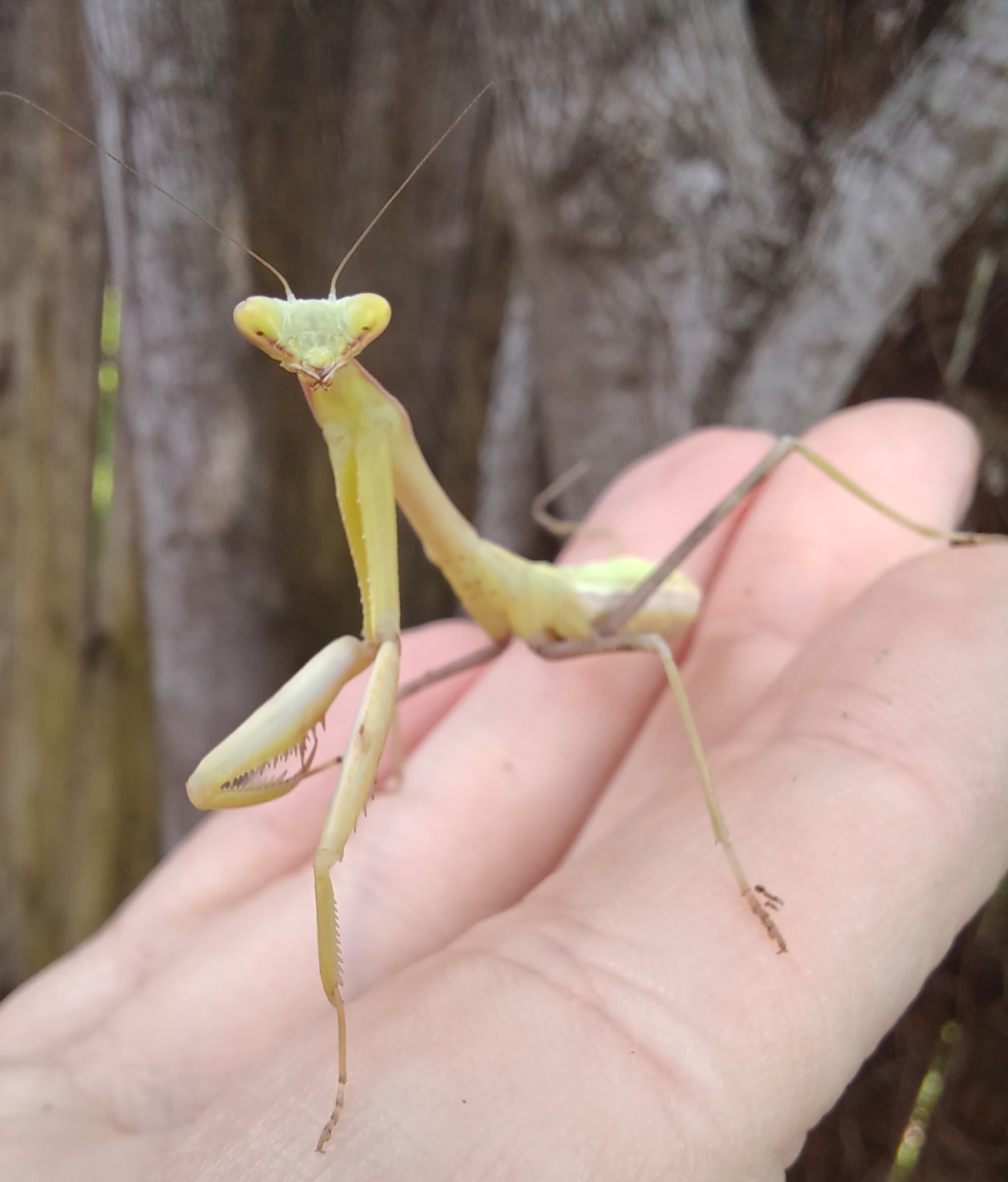 Praying Mantids  Rainforest Pets,LLC