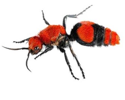 Red Velvet Ant (Wasp) Female | Rainforest Pets,LLC